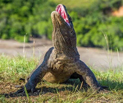 dragão de komodo desenho|Como desenhar um dragão de Komodo